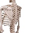 3B Scientific Anatomisch model van het menselijk skelet standaard type Stan, hangend op statief - 3B Scientific