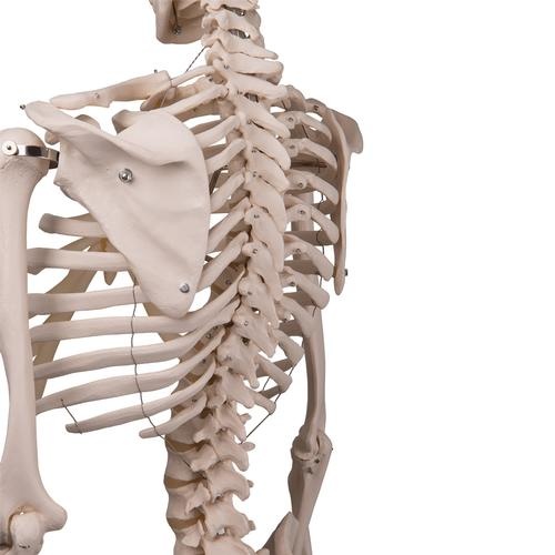 3B Scientific Anatomisch Skelet | 170 cm | Stan | Hangend op verrijdbaar statief, foto 4 van 5