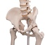 3B Scientific Anatomisch model van het menselijk skelet standaard type Stan, hangend op statief - 3B Scientific