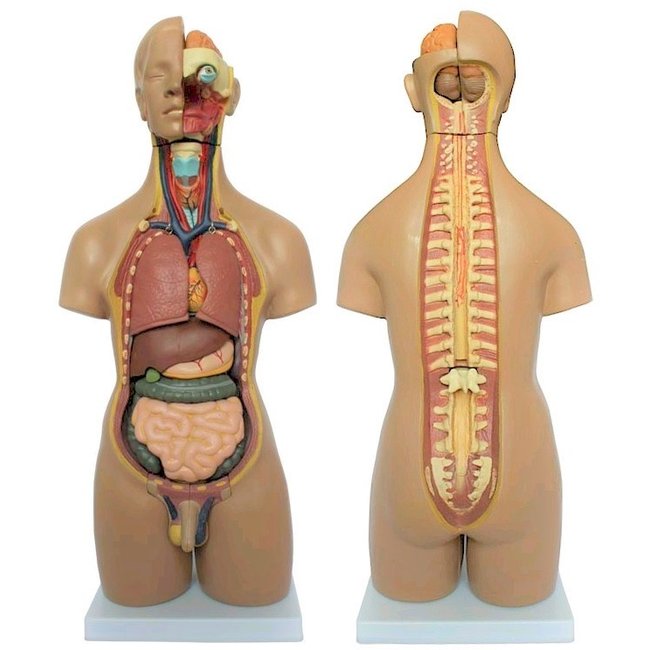 Unisex Torso van het menselijk lichaam 55cm - Budget model