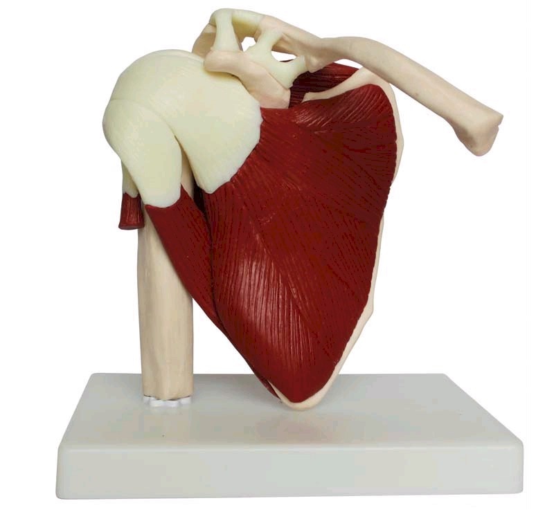 Anatomisch model van de schouder met spieren, ware grootte - Budget model, foto 3 van 5