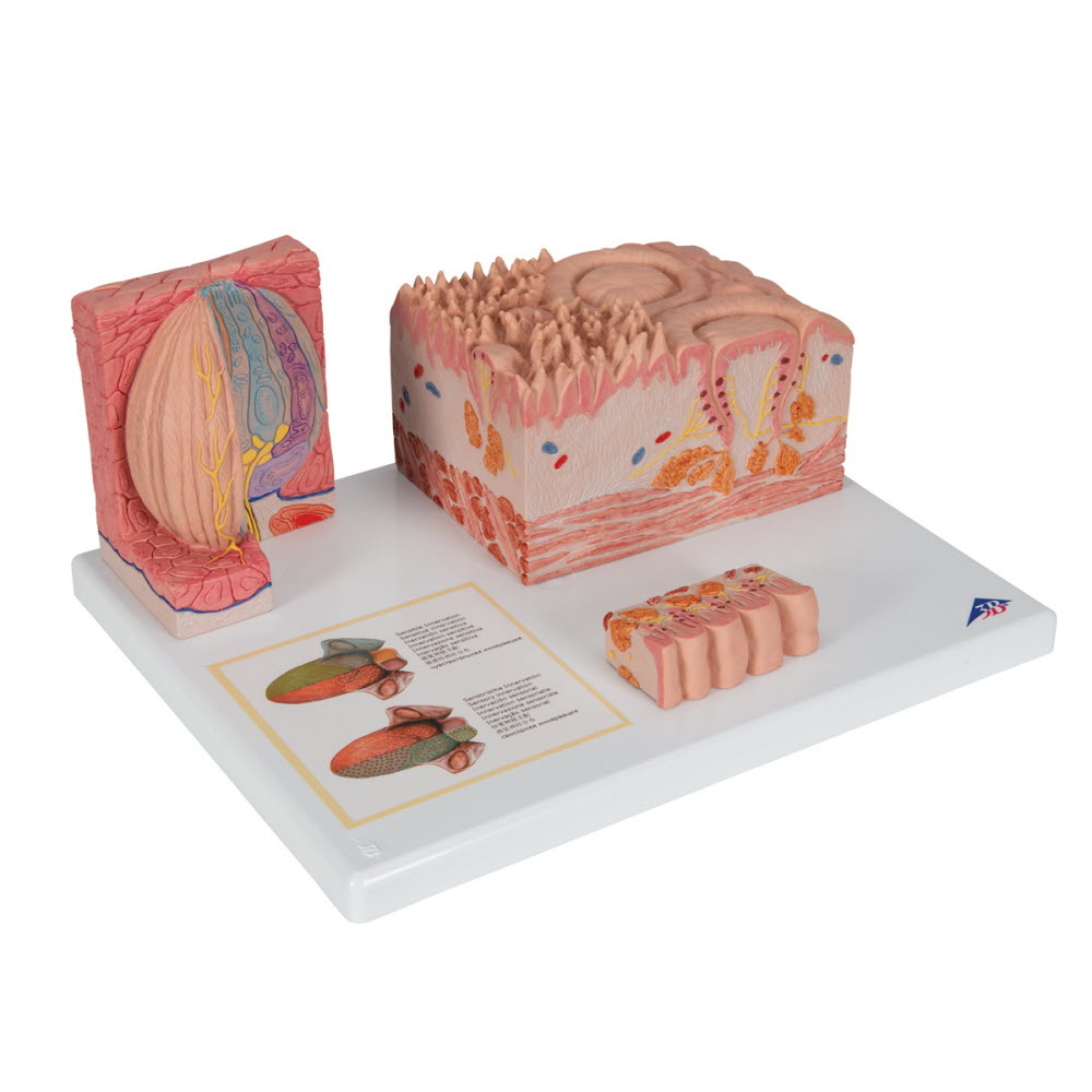 3B Scientific Micro-anatomisch model van de Tong, foto 2 van 6