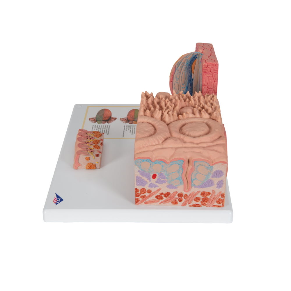 3B Scientific Micro-anatomisch model van de Tong, foto 3 van 6