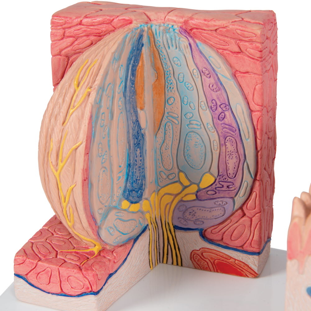 3B Scientific Micro-anatomisch model van de Tong, foto 4 van 6