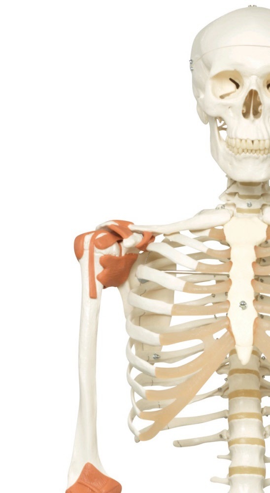 3B Scientific Anatomisch Skelet | 170 cm | Leo | Met gewrichtsbanden | Op verrijdbaar statief, foto 3 van 6