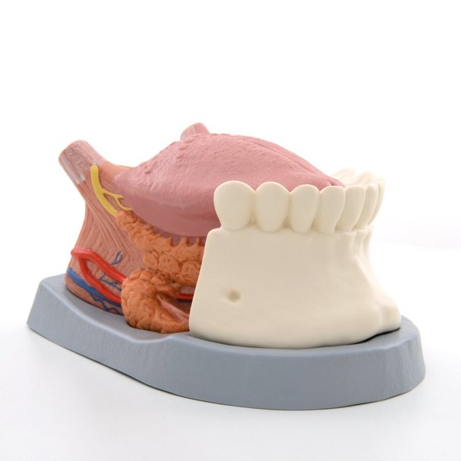 3B Scientific Anatomisch model van Tong 4-delig, 2,5 maal vergroot