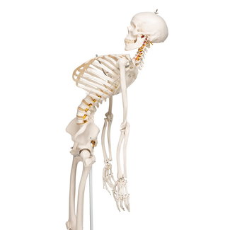 3B Scientific Anatomisch model skelet, 170 cm,  Flexibel - Fred, op verrijdbaar statief