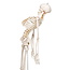 3B Scientific Anatomisch Skelet | 170 cm |  Fred | Flexibel | Op verrijdbaar statief