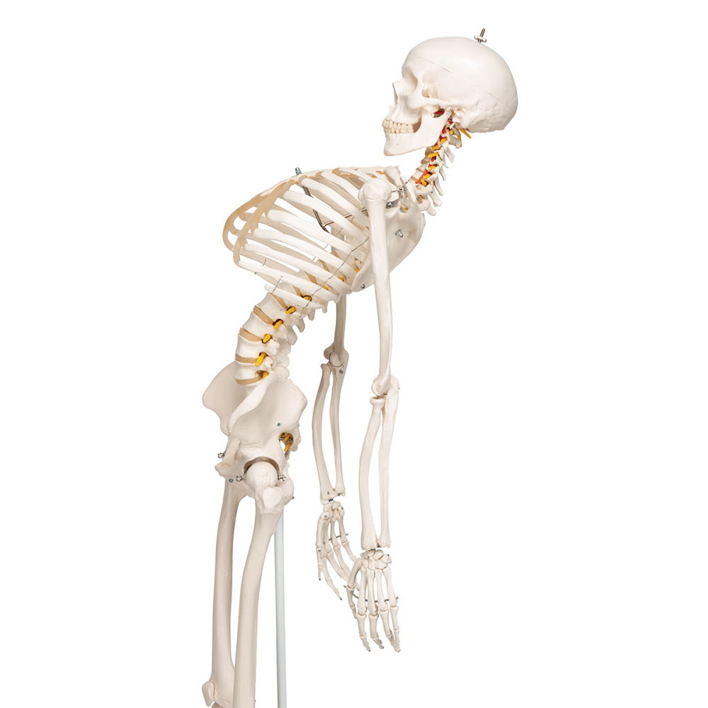 3B Scientific Anatomisch Skelet | 170 cm | Fred | Flexibel | Op verrijdbaar statief, foto 4 van 4