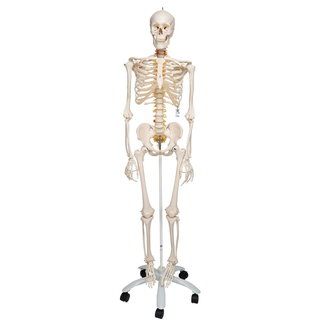 3B Scientific Anatomisch Skelet | 170 cm |  Fred | Flexibel | Op verrijdbaar statief
