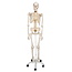 3B Scientific Anatomisch Skelet | 170 cm |  Fred | Flexibel | Op verrijdbaar statief