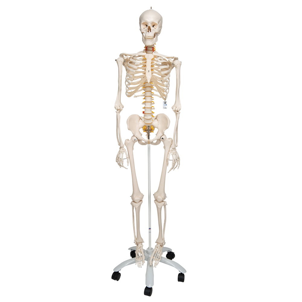 3B Scientific Anatomisch Skelet | 170 cm | Fred | Flexibel | Op verrijdbaar statief