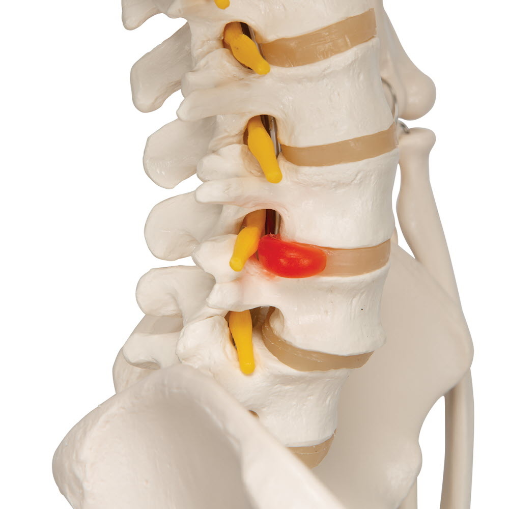 3B Scientific Anatomisch Skelet | 170 cm | Fred | Flexibel | Op verrijdbaar statief, foto 2 van 4