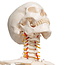 3B Scientific Anatomisch Skelet | 170 cm |  Fred | Flexibel | Op verrijdbaar statief