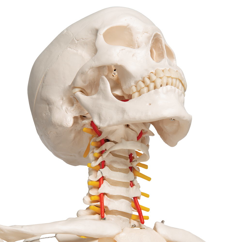 3B Scientific Anatomisch Skelet | 170 cm | Fred | Flexibel | Op verrijdbaar statief, foto 3 van 4