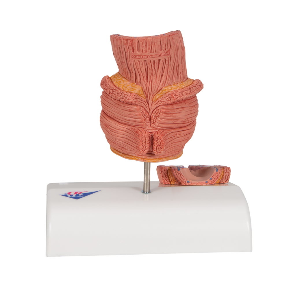 3B Scientific Anatomisch model van de rectum met Aambeien, foto 3 van 6