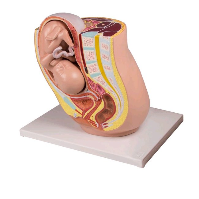 Anatomisch model van de baarmoeder met foetus 32 weken