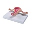 Erler Zimmer Anatomisch model van een gezonde baarmoeder