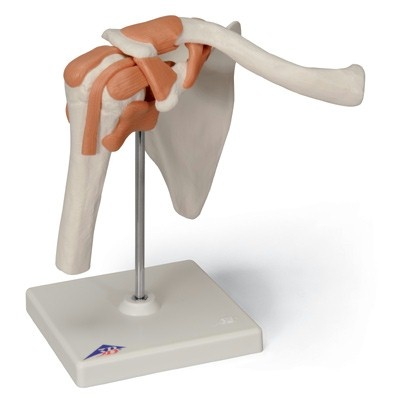 3B Scientific Anatomisch model van het Schoudergewricht functioneel - 3B Scientific, foto 2 van 6