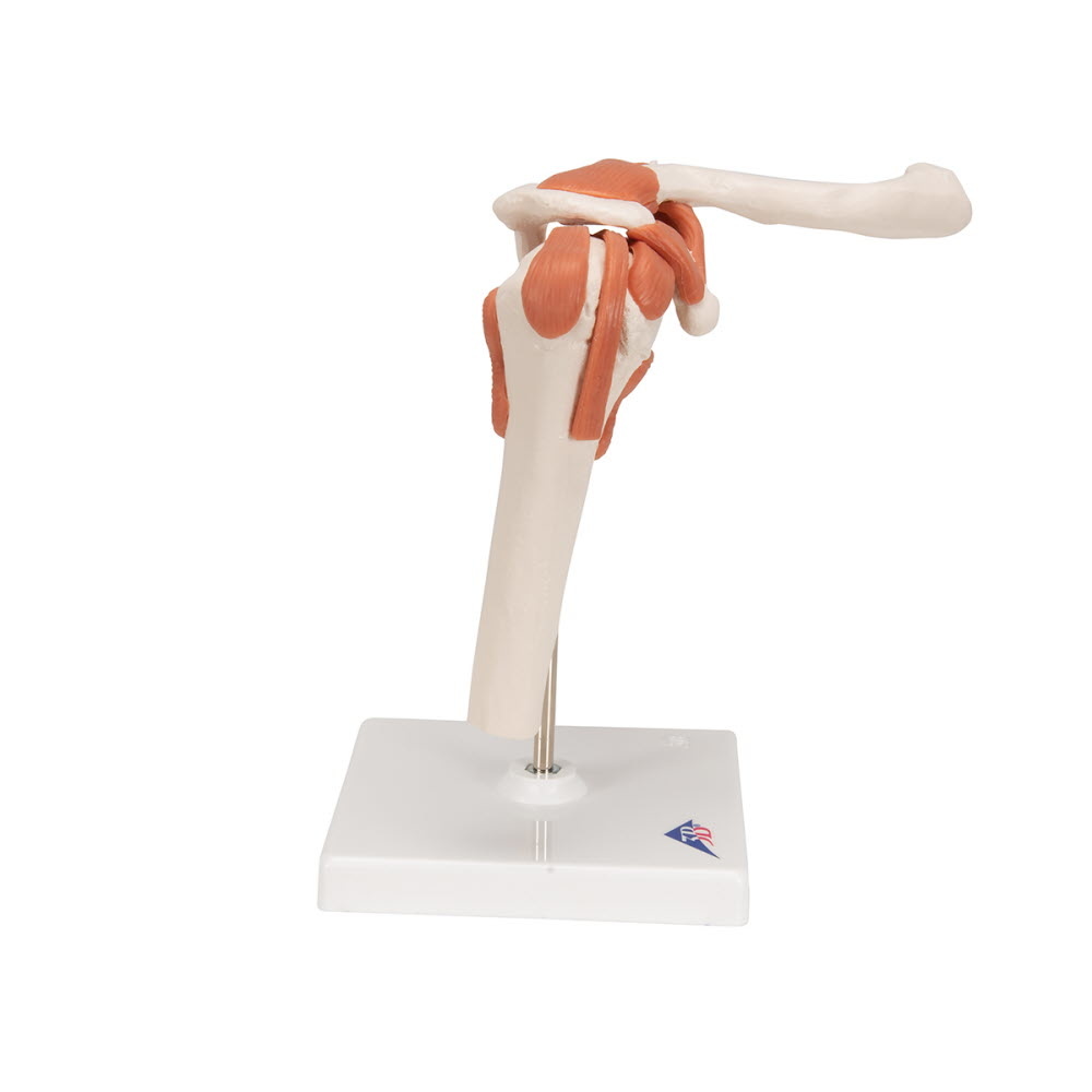 3B Scientific Anatomisch model van het Schoudergewricht functioneel - 3B Scientific, foto 3 van 6