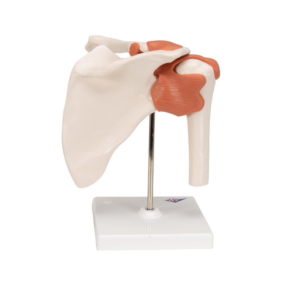 3B Scientific Anatomisch model van het Schoudergewricht functioneel - 3B Scientific, foto 4 van 6