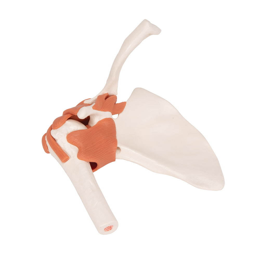 3B Scientific Anatomisch model van het Schoudergewricht functioneel - 3B Scientific, foto 5 van 6
