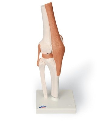 3B Scientific Anatomisch model Kniegewricht functioneel - 3B Scientific, foto 2 van 6