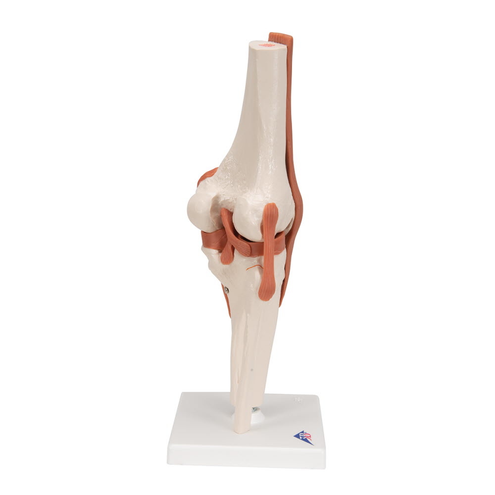 3B Scientific Anatomisch model Kniegewricht functioneel - 3B Scientific, foto 3 van 6