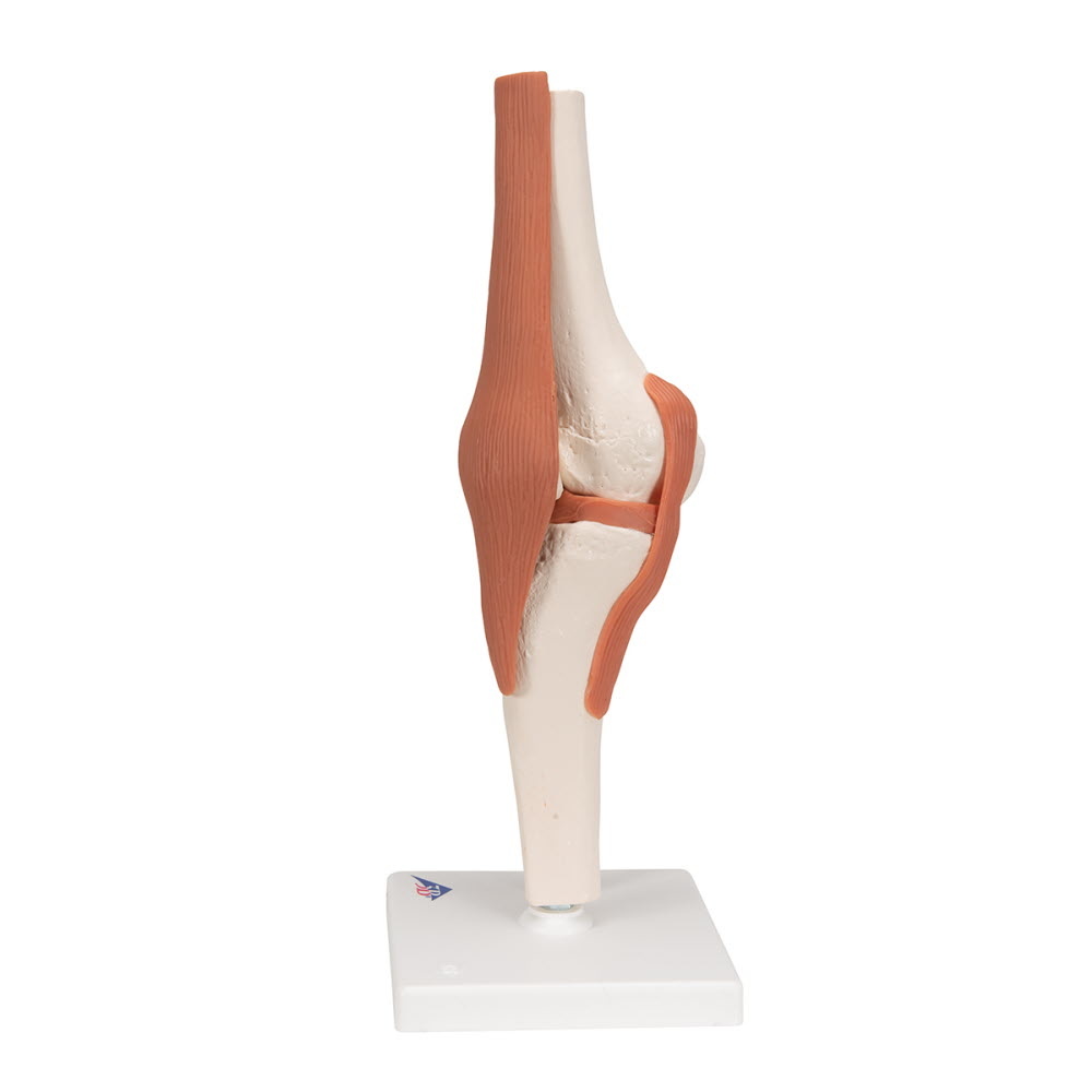 3B Scientific Anatomisch model Kniegewricht functioneel - 3B Scientific, foto 4 van 6