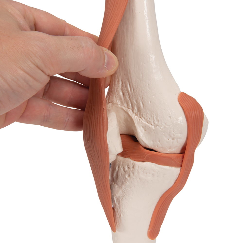 3B Scientific Anatomisch model Kniegewricht functioneel - 3B Scientific, foto 5 van 6