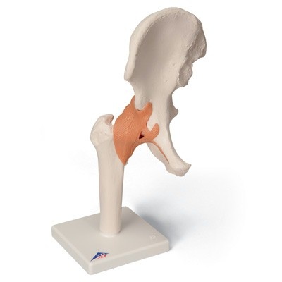 3B Scientific Anatomisch model Heupgewricht functioneel, foto 3 van 6