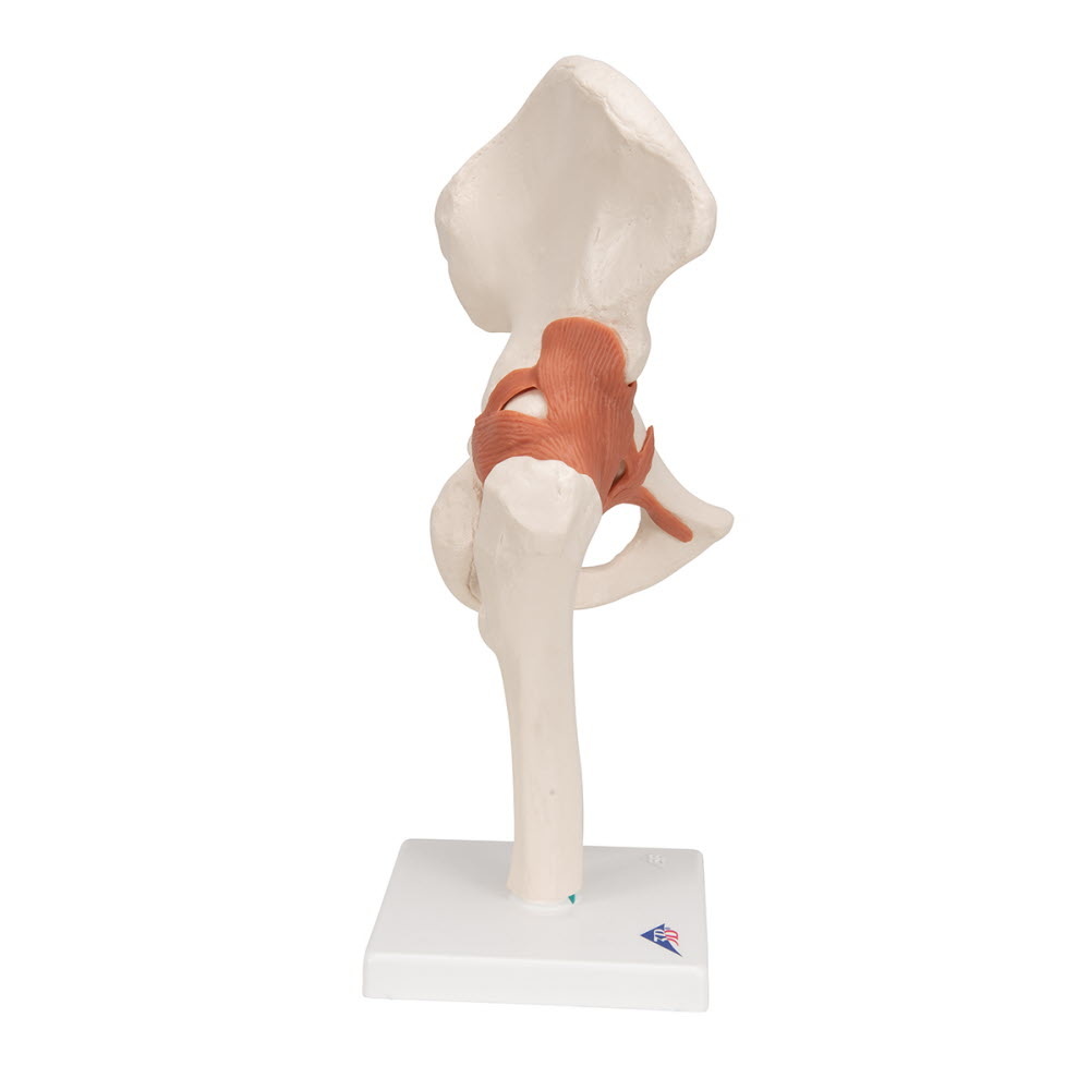 3B Scientific Anatomisch model Heupgewricht functioneel, foto 2 van 6