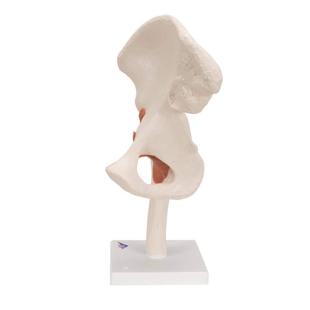 3B Scientific Anatomisch model Heupgewricht functioneel, foto 4 van 6