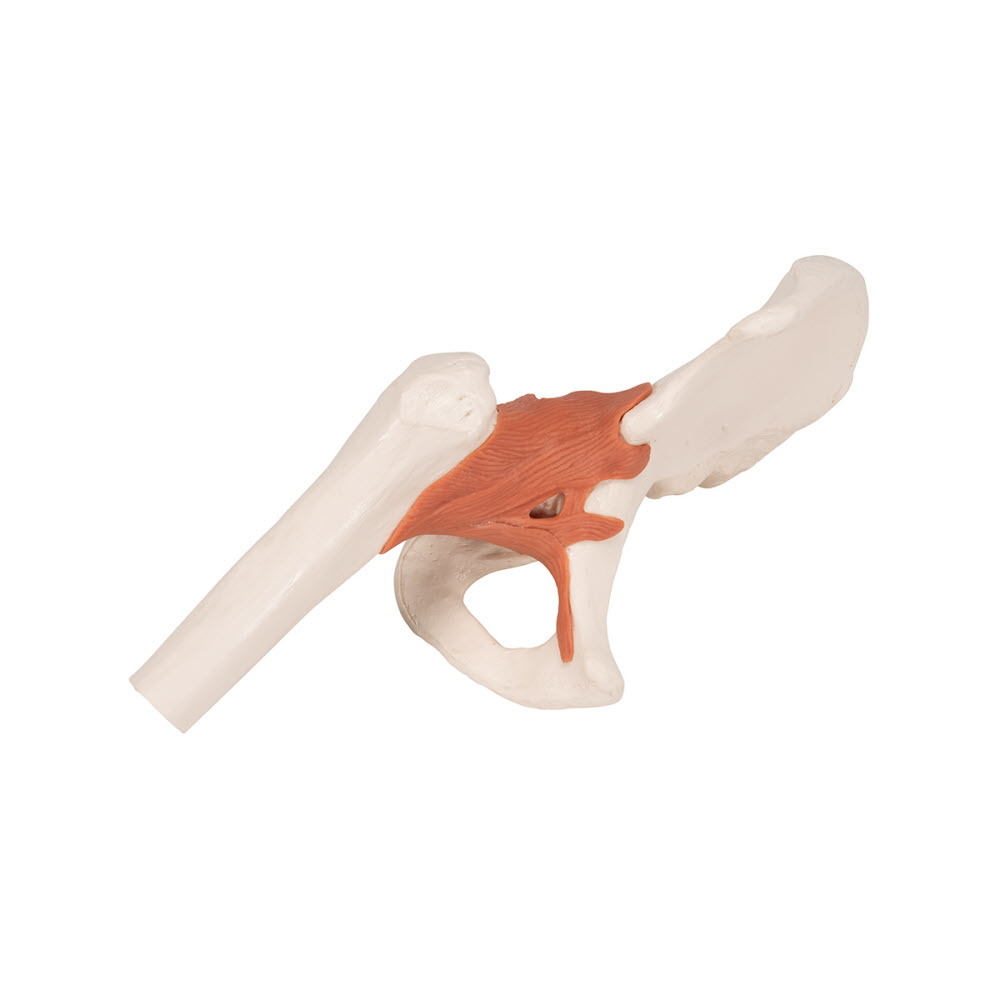 3B Scientific Anatomisch model Heupgewricht functioneel, foto 5 van 6