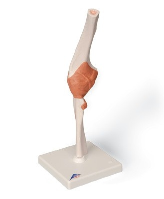 3B Scientific Anatomisch model van het Ellebooggewricht functioneel, foto 2 van 6