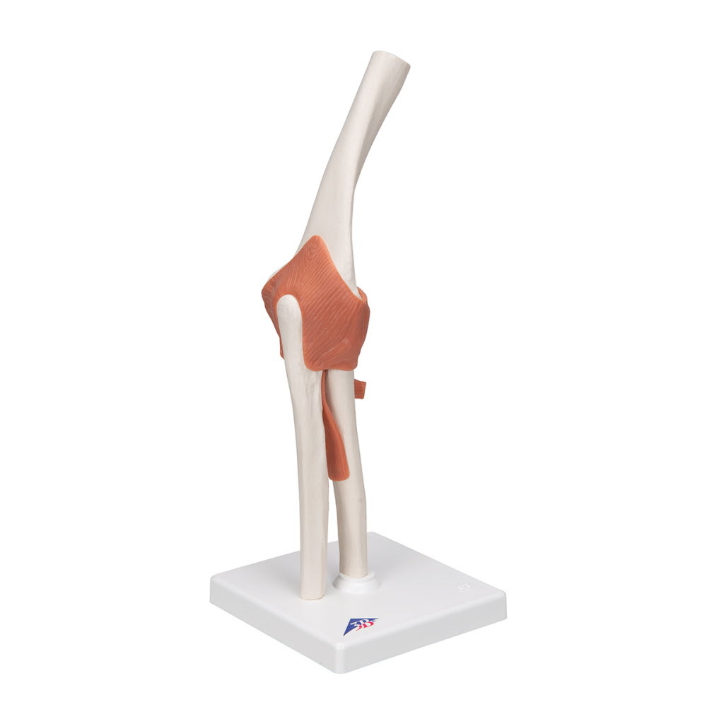 3B Scientific Anatomisch model van het Ellebooggewricht functioneel, foto 3 van 6