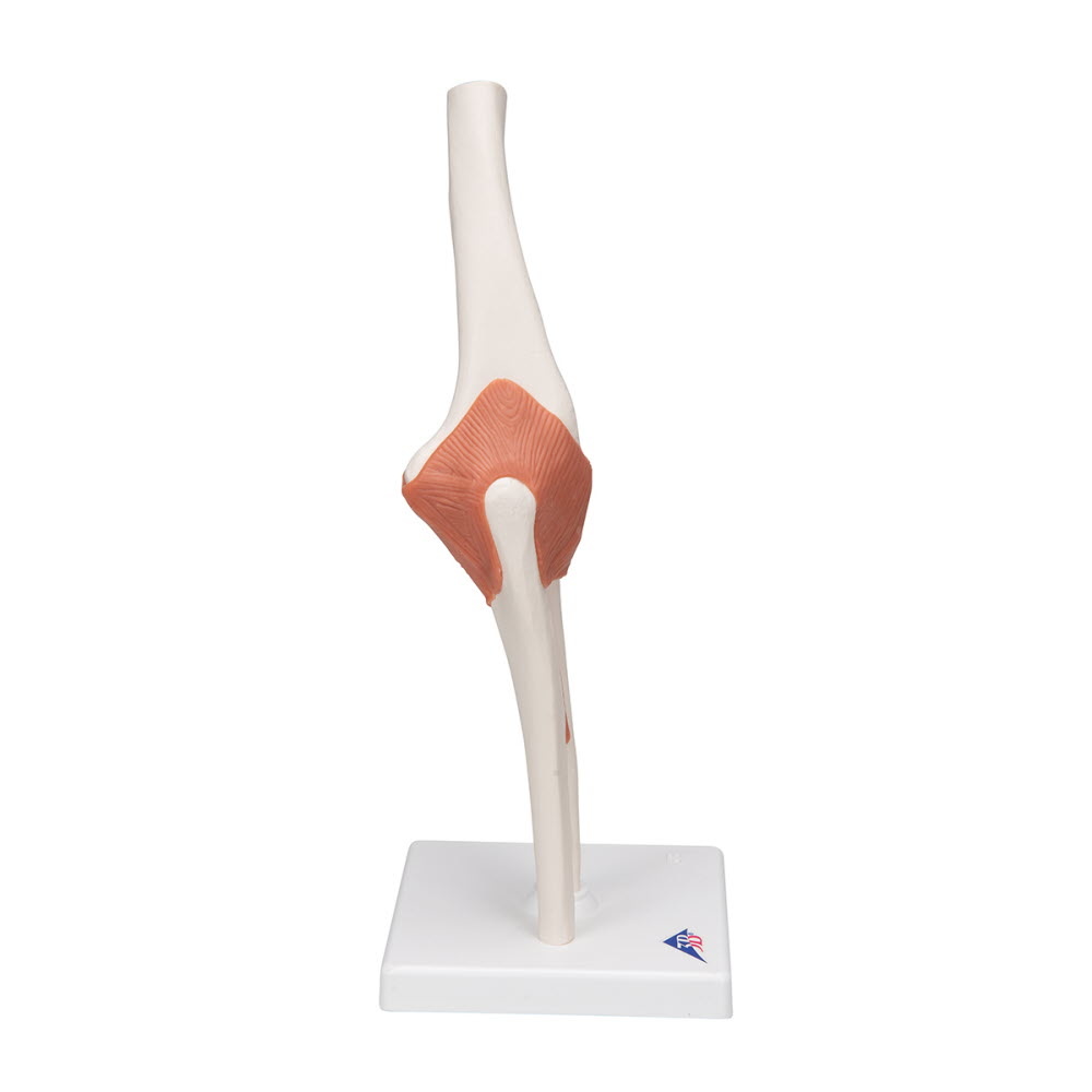 3B Scientific Anatomisch model van het Ellebooggewricht functioneel, foto 4 van 6