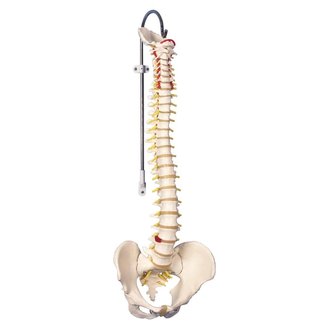 3B Scientific Wervelkolom flexibel classic, ware grootte - 3B Scientific