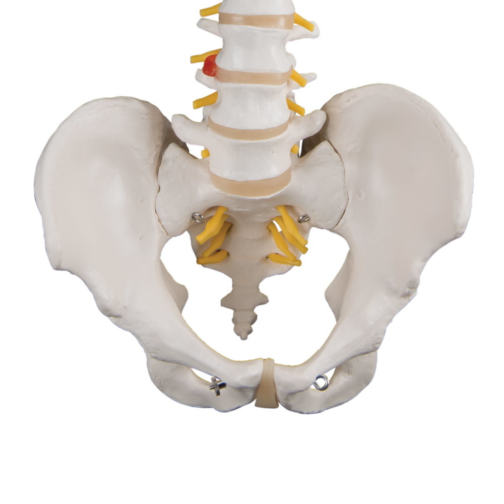 3B Scientific Wervelkolom flexibel classic, ware grootte, foto 3 van 3