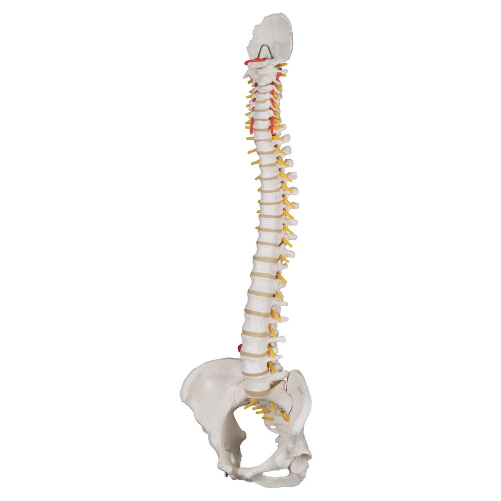 3B Scientific Wervelkolom flexibel met vrouwelijk bekken - 3B Scientific, foto 2 van 3