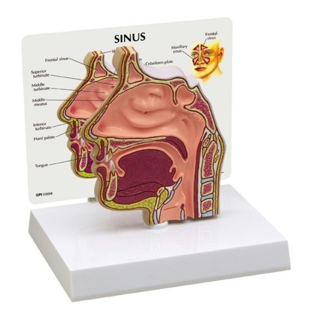 3B Scientific Model van de Neus en Sinus incl. informatiekaart