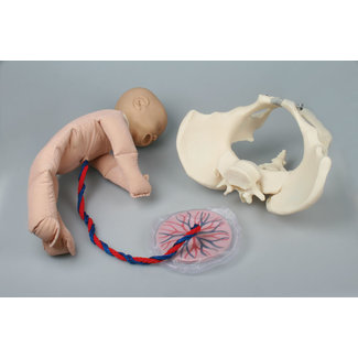 Kunststof bekken model met foetusmodel incl. placenta