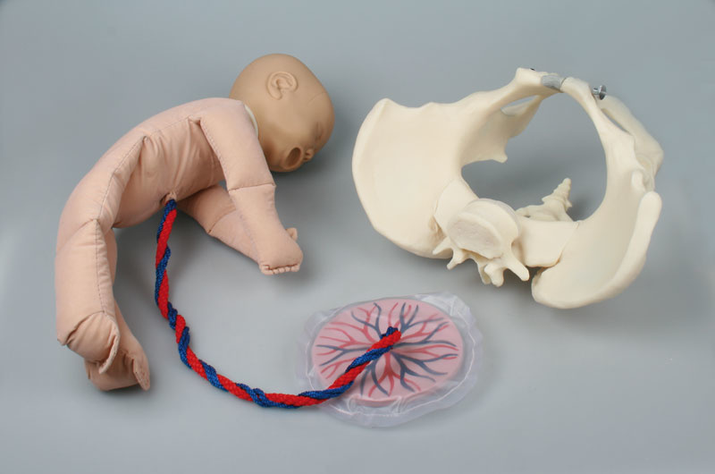 Kunststof bekken model met foetusmodel incl. placenta