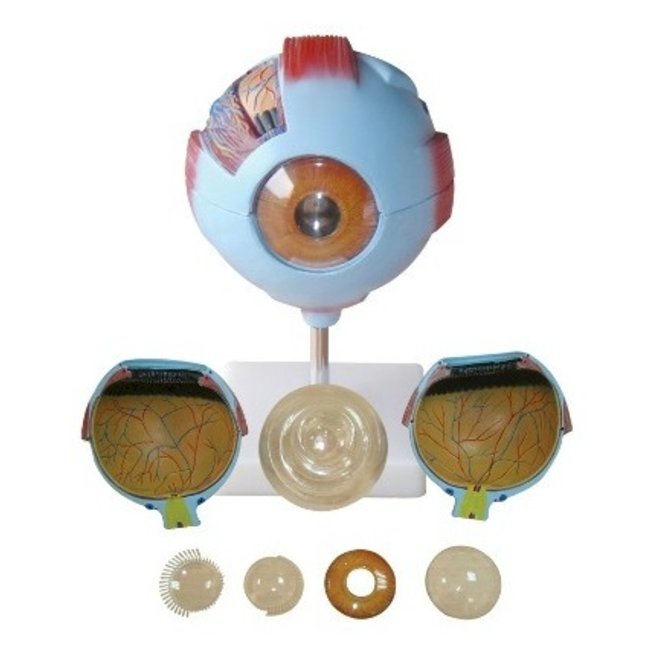 Anatomisch model van het Oog 6 x vergroot