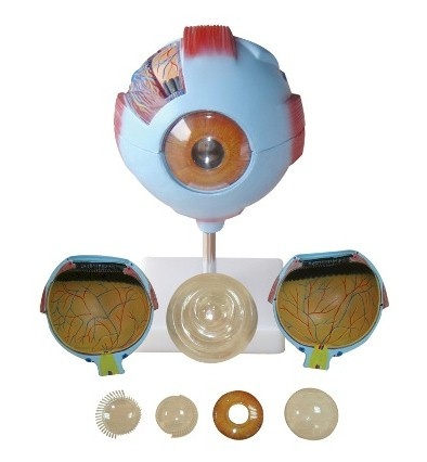 Anatomisch model van het Oog 6 x vergroot, foto 5 van 6