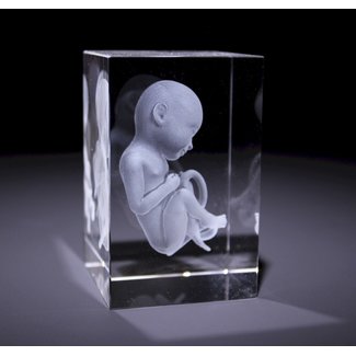 3D model van de Foetus in Glazen blok
