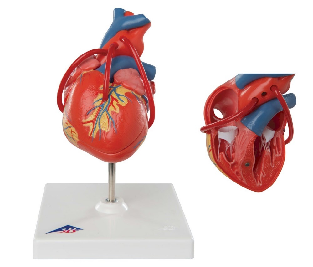 3B Scientific Hart model 2 delig met Bypass