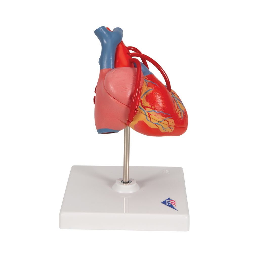 3B Scientific Hart model 2 delig met Bypass, foto 3 van 6