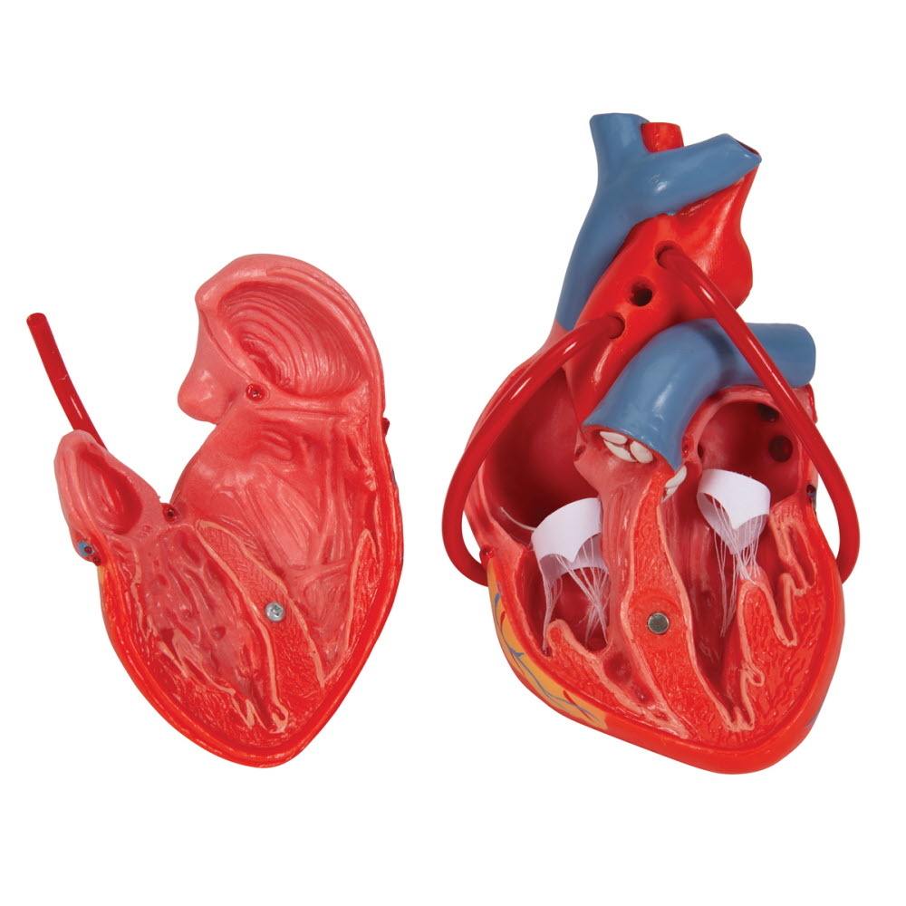 3B Scientific Hart model 2 delig met Bypass, foto 5 van 6