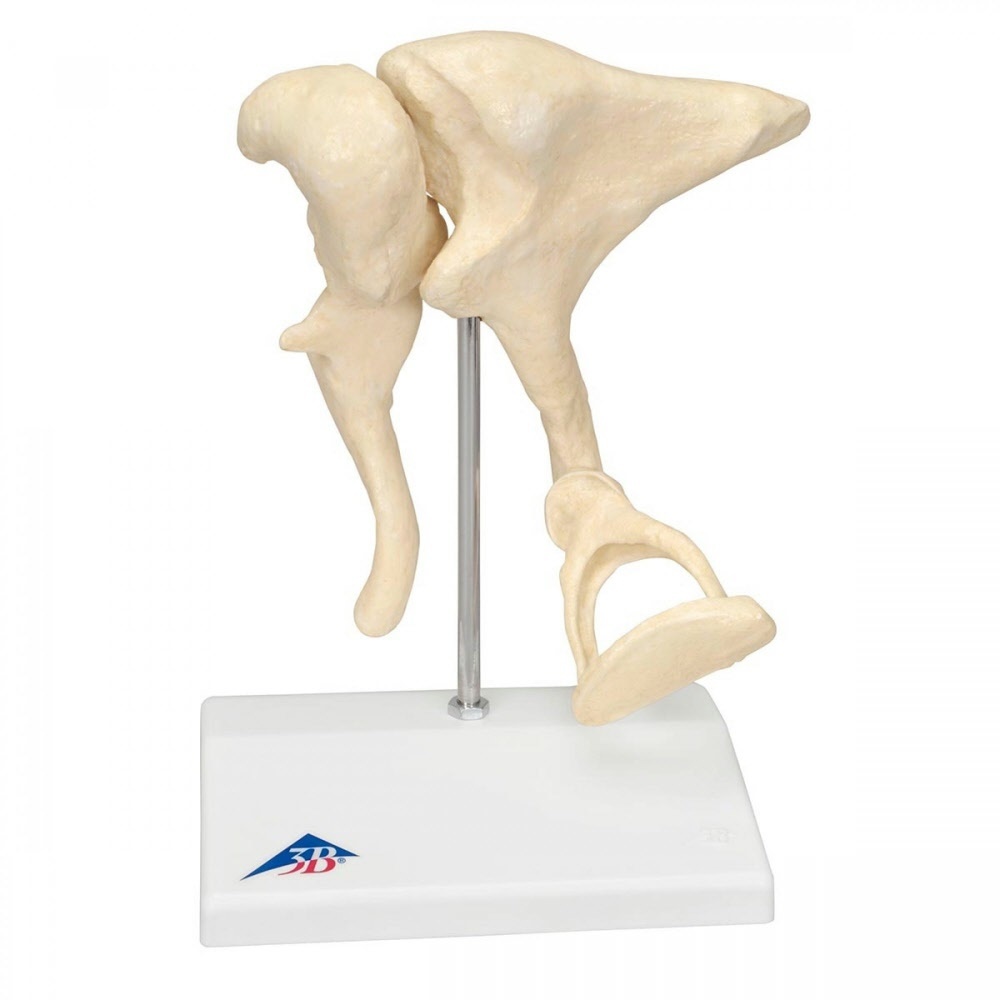 3B Scientific Gehoorbeentjes / ossicula auditus 20 maal vergroot